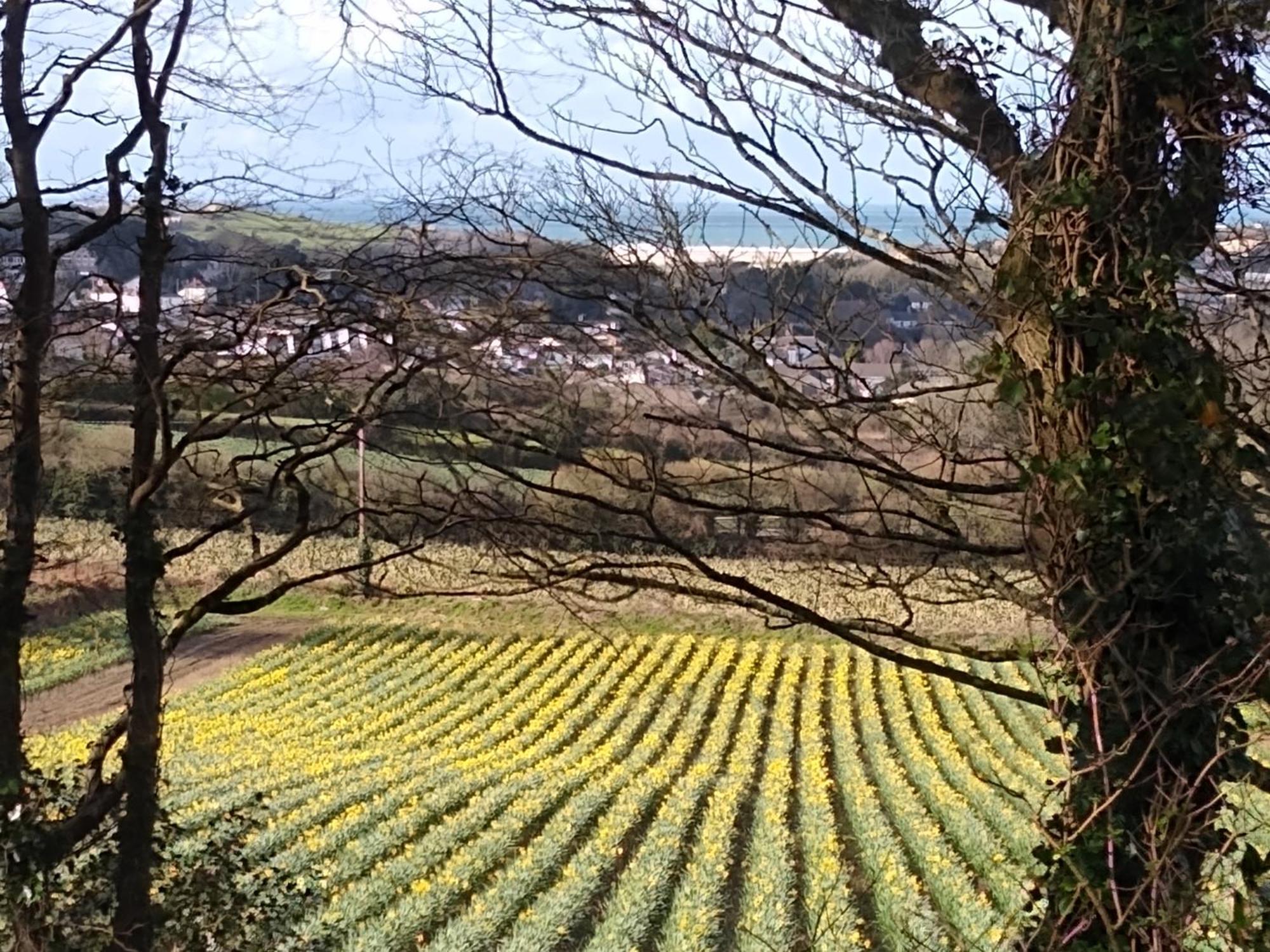 Three Bed Hayle